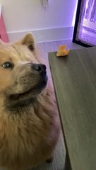 Puppy Dog Struggles to Snatch Pizza Roll From Table