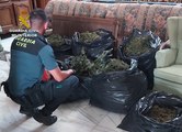 Guardia Civil desmantela invernadero indoor de marihuana en Totana
