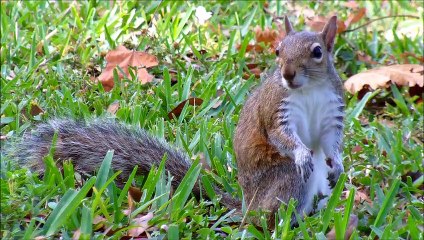 Funny Music of Indian giant Tree Squirrel facts Nature calls you to see and hear the beautiful sounds