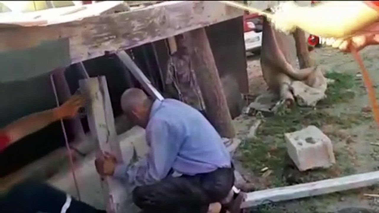 İnşaat çukuruna düşen kurbanlık danayı itfaiye kurtardı