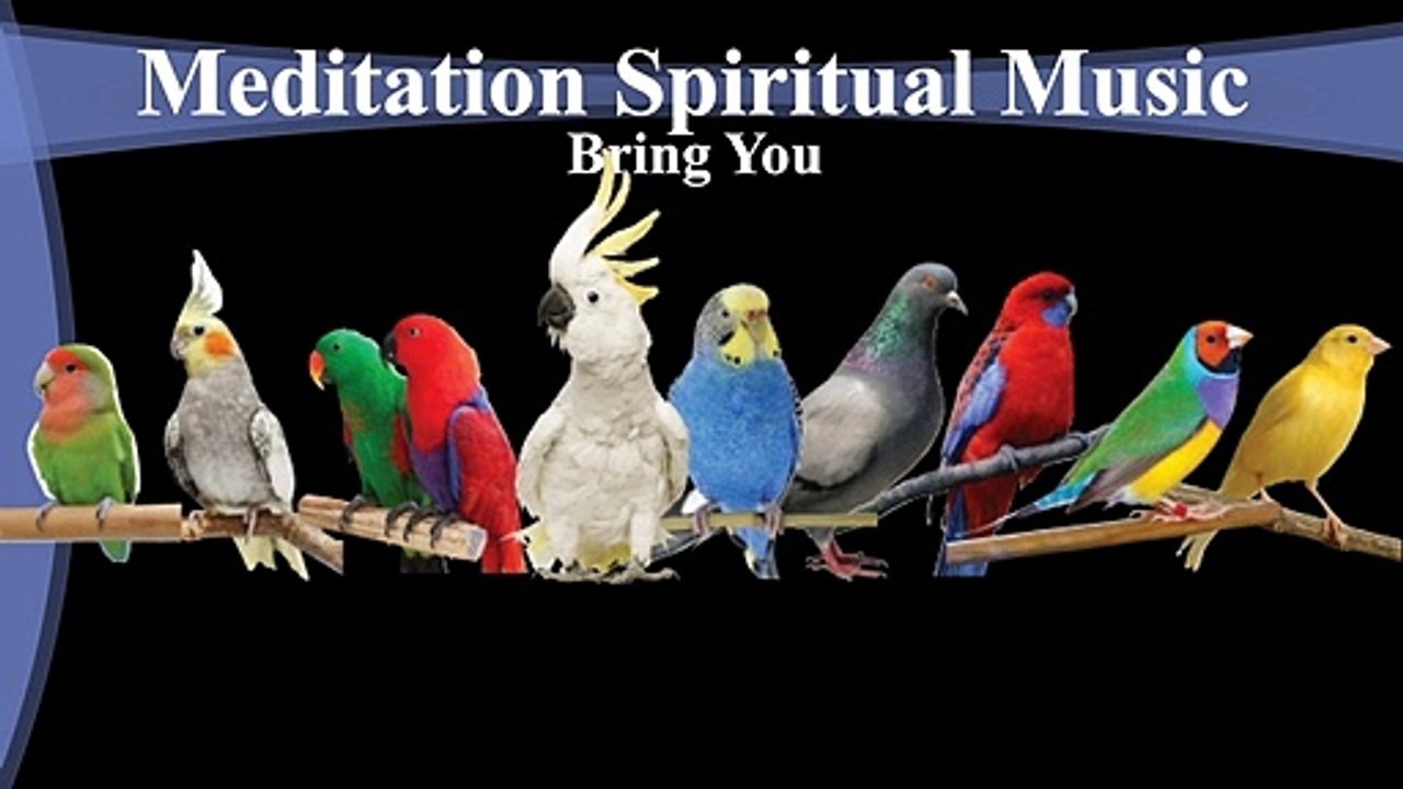 Different Types of Birds singing sound for You Relaxing background Music