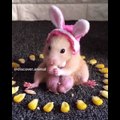 Cute baby animals Videos Compilation cutest moment of the animals 2020 - Soo Cute #