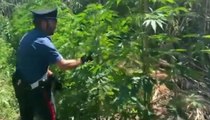 Cerignola (FG) - Piantagione di marijuana vicino fiume Ofanto, 2 arresti (16.07.20)