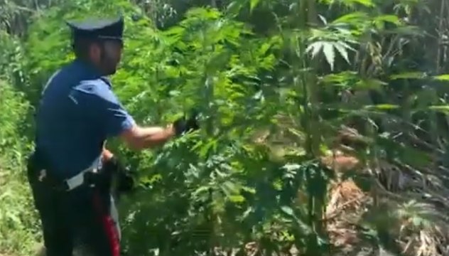 Cerignola (FG) - Piantagione di marijuana vicino fiume Ofanto, 2 arresti (16.07.20)