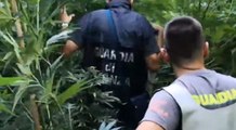 Teramo - Sequestrata maxi piantagione di marijuana a Sant'Omero (16.07.20)