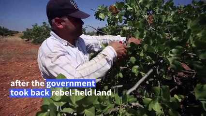 Syrian pistachio growers return to orchards after years of war