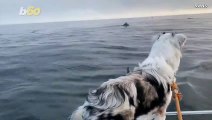This is the Precious Moment a One-Year-Old Puppy Meets a Pod of Dolphins