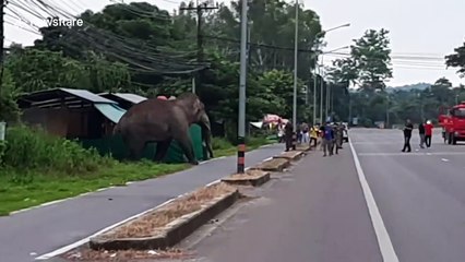 Two elephants hold up traffic to cross the road in Thailand