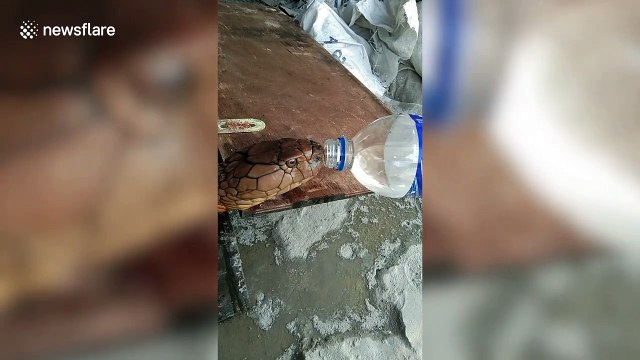 Thirsty king cobra drinks from water bottle in Thailand