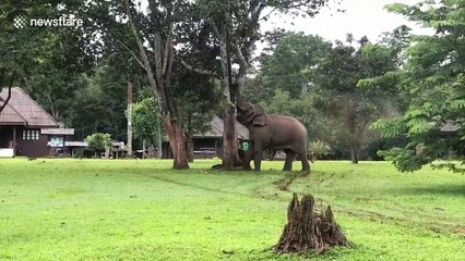 Elephant climbs tree to grab fruit for its breakfast in Thailand