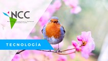 Las aves ur­ba­nas, como in­di­ca­dor de sa­lud me­dioam­bien­tal, son es­tu­dia­das en Mé­xi­co