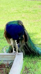 Stunning Male Peacock Looking Majestic