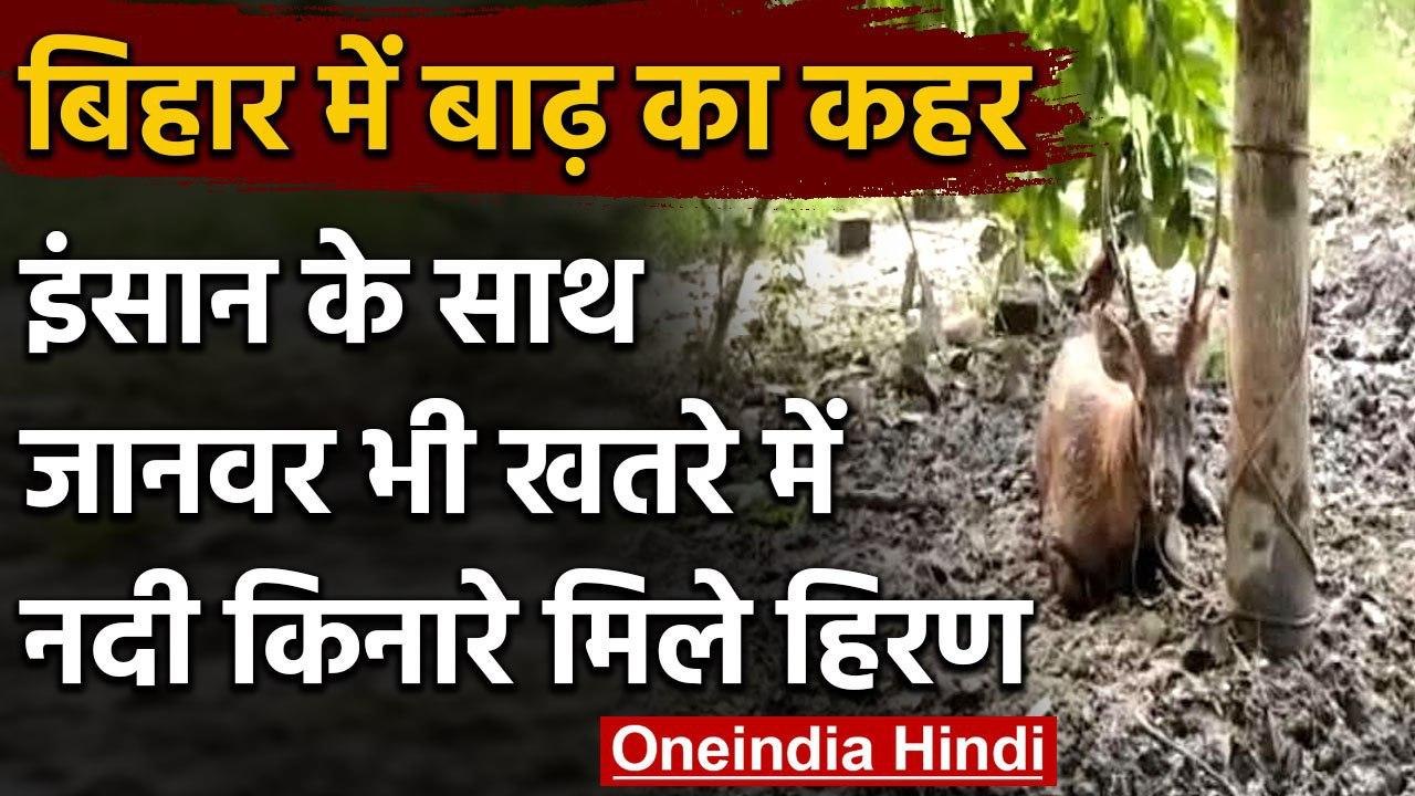 Flood In Bihar: जानवरों पर भी बाढ़ का असर, नदी किनारे मिले आठ हिरण | वनइंडिया हिंदी