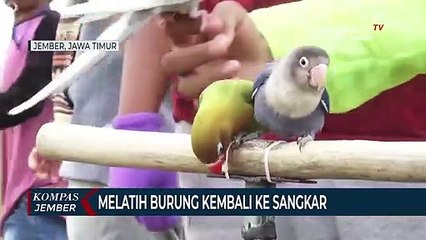 Ini Cara Melatih Burung Free Fly, Burung Bisa Pulang Setelah Terbang Bebas