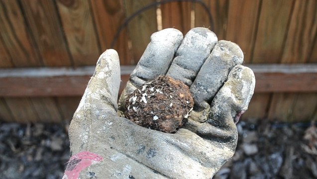 How to Plant Bulbs in Your Garden