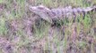Crocodile Trap - Using Buckets Trap - Branches That Work 100% | Animal Trap
