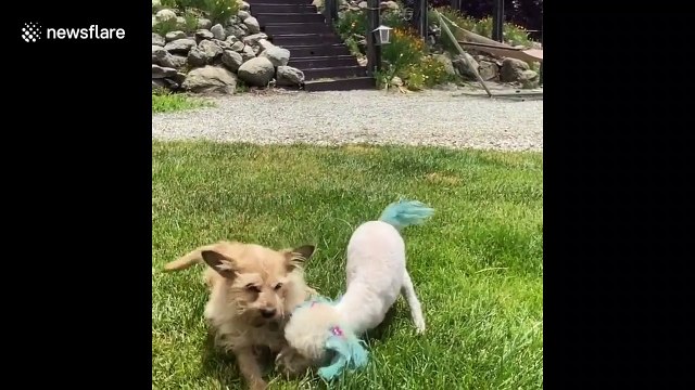 Meet the two-legged rescue dog that hops like a bunny