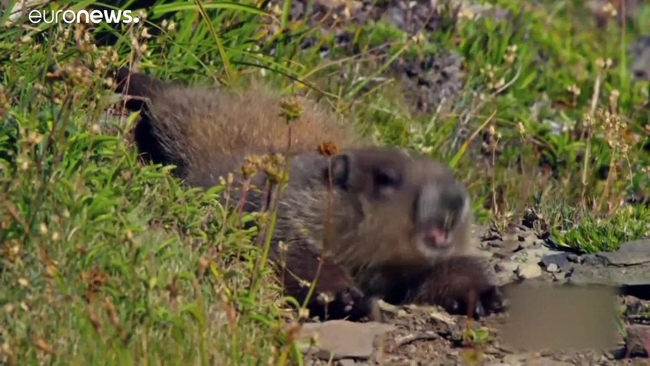 Mongolei: Murmeltier-Jäger (15) stirbt an Beulenpest