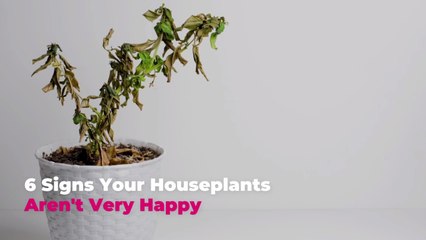 6 Signs Your Houseplants Aren't Very Happy