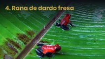 8 ranas bonitas pero de las mas venenosas del mundo