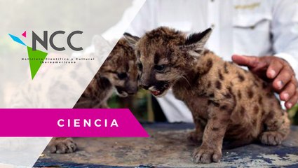 Pandemia y Cuarentena, así bautizaron a dos pumas nacidos en un zoológico de México