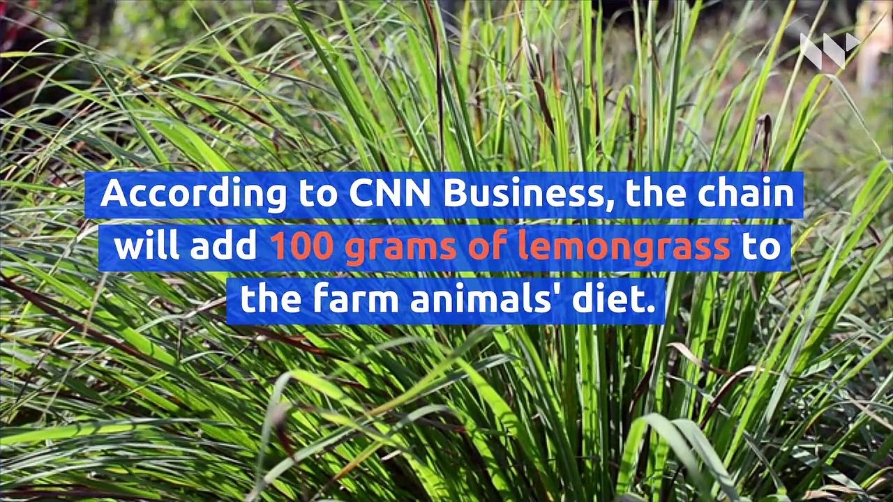 Burger King Seeks to Lower Its Cows' Methane Emissions