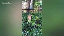 Terrifying king cobra pokes head through bush in Vietnam