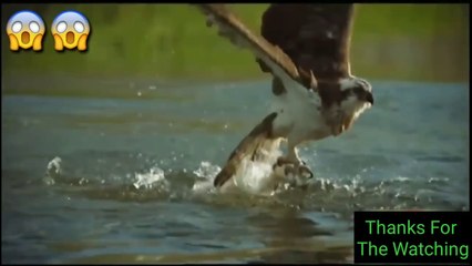 The Best Of Eagle Attacks 2020 - Most Amazing Moments Of Wild Animal Fights|Wild Discovery Animals