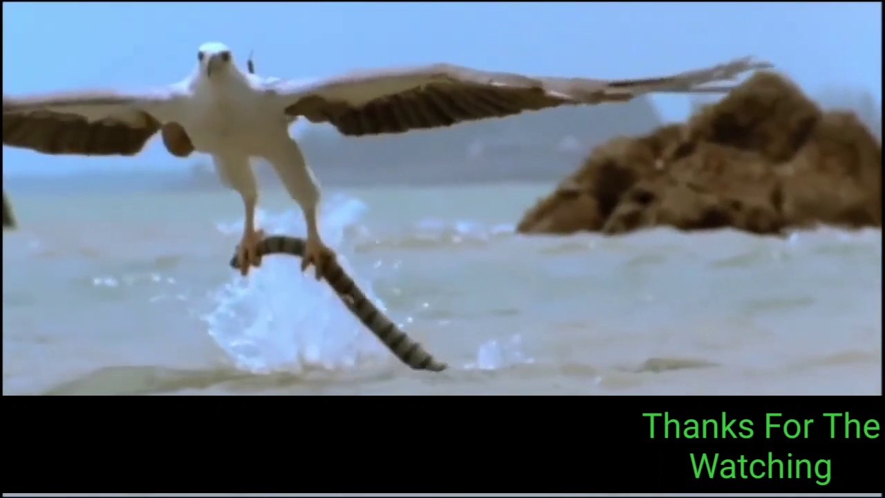 Most Deadly EAGLE Attacks 2020 Most Amazing Moments Of Wild Animal Fights The Best Of Eagle