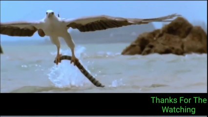 Most Deadly EAGLE Attacks 2020- Most Amazing Moments Of Wild Animal Fights |The Best Of Eagle Attacks 2020- Most Amazing Moments Of Wild Animal Fights Wild Discovery Animals