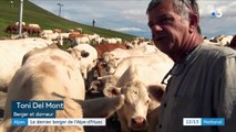 Alpes : le dernier berger à vaches de l'Alpe-d'Huez