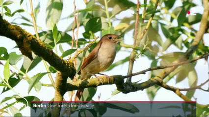 Berlin : une forêt dans la ville