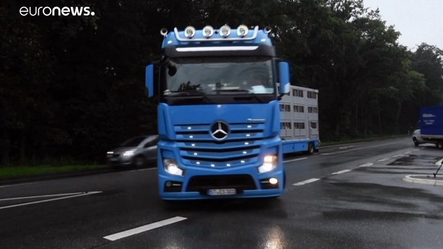 Schweinesystem mit 8.000 Schlachtungen: Greenpeace steigt Tönnies aufs Dach