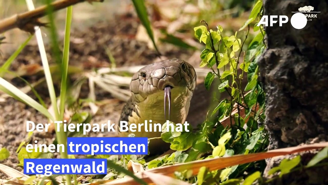 Regenwald in der Großstadt im Berliner Tierpark