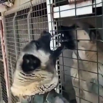 SiVAS KANGAL KOPEKLERiNDEN YAKIN ATISMA ANLARI - SiVAS KANGAL DOG NEAR VS