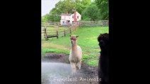Cute Animals - Cute animals  baby  Compilation  Videos - very Awesome  moment of the animals.5