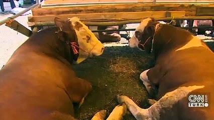 İstanbul'da pazarlar kuruldu, kurbanlıklar geldi | Video