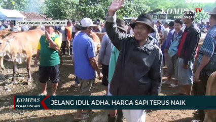 Jelang Idul Adha, Harga Sapi Terus Naik