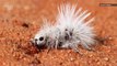 Scientists Discover How This Velvet Ant Got So Fluffy and White