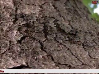 KALI MAUT ka dusara name BUBONIC PLAGUE ||काली  मौत का दुसरा नाम ब्यूबोनिक प्लेग ||