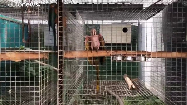 Más de una veintena de detenidos por tráfico ilegal de especies protegidas