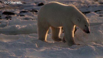 Eisbären ab 2100 nur noch im Zoo?