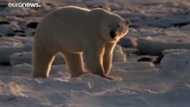 Ursos-polares podem ser extintos até 2100