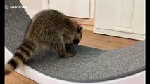 Silly raccoon goes airborne because she MUST rip out this carpeted wheel