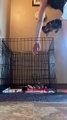 Bumper the Puppy is a Master Escape Artist