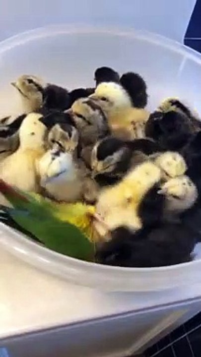 Playful Bird Loves Newly Hatched Chicks