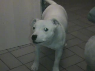 les grogements de clic clac 2