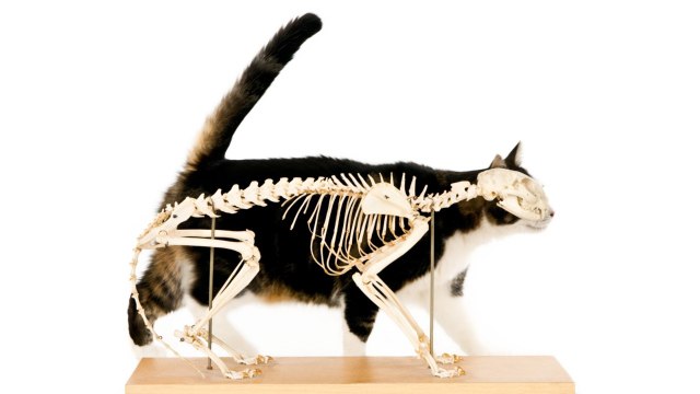 Cats May Have Been Pets Far Longer Than We Thought