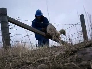 Il sauve un coyote coincé dans des barbelés