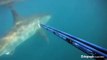 Un plongeur croise la route d'un grand Requin Blanc